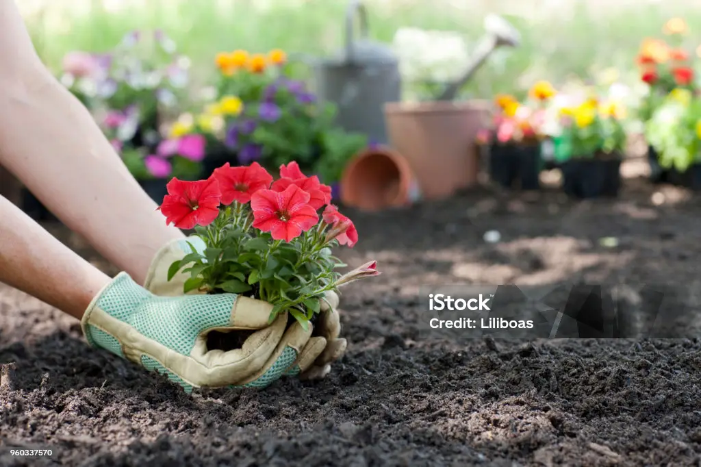 Stockfoto tuin